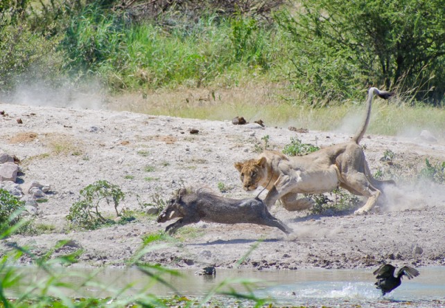 Lion versus warthog, Tau Lodge, Madikwe Game Reserve, Kerry De Bruin