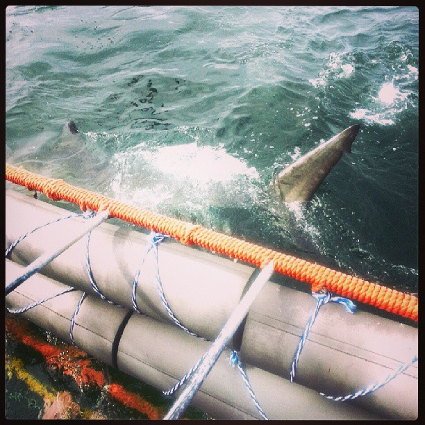Shark cage diving 3