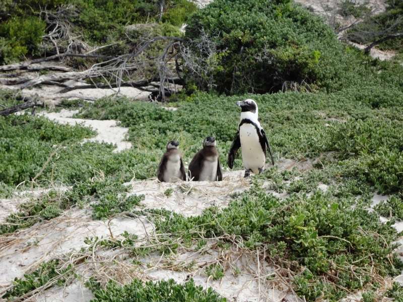 Famille de pingouins à Boulders Beach