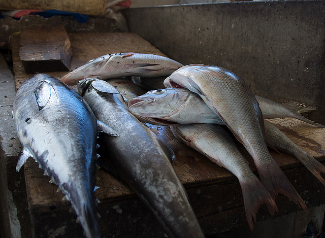 Fresh catch in Tanzania