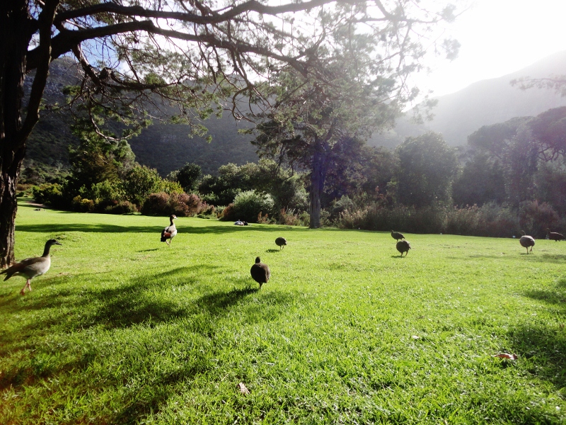 Guinea Fowl walking the grass at Kirstenbosch Gardens