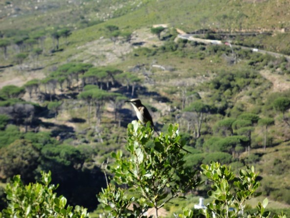 Small bird perched on a Protea tree