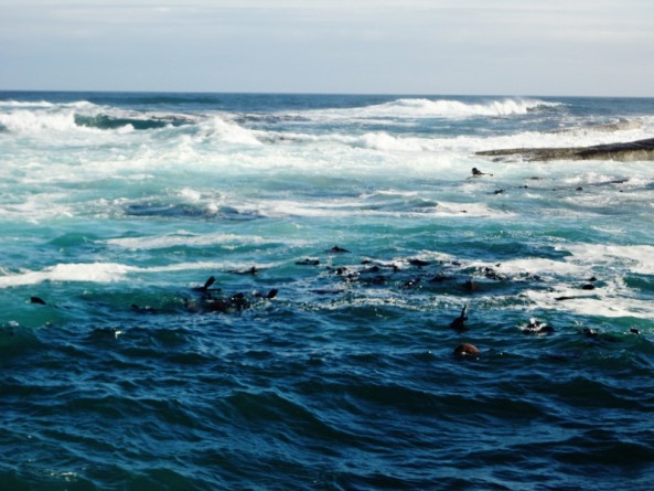 Cape Fur Seals swimming Seal Island