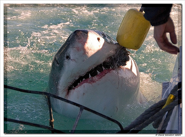 shark cage diving 3