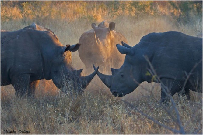 Rhino Friday, Ursula Celliers