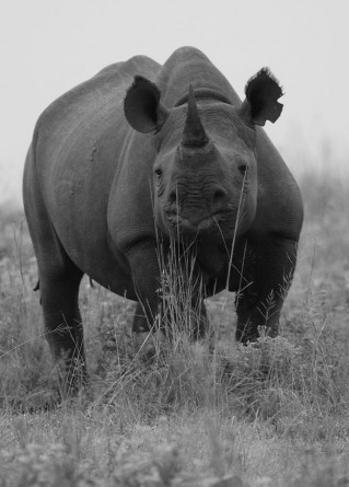 Rhino Friday, Andrew Harvey, African Sky Tours