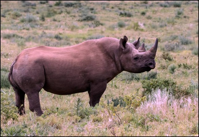 Rhino Friday, Dawn Holstock