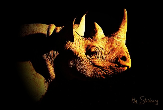 Rhino Friday, Kim Steinberg