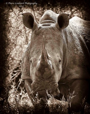 Rhino Friday, Pierre Lombard