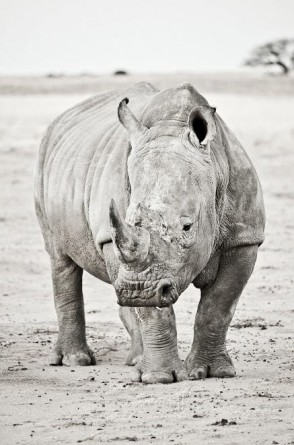 Rhino Friday, Pierre Steenkamp