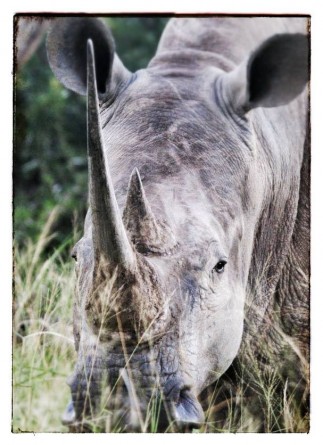 Rhino Friday, Sally Mackay