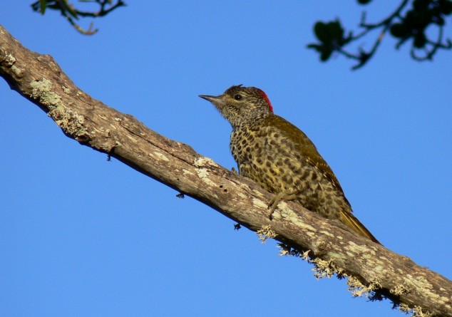 wondrous woodpeckers-knysna woodpecker 3