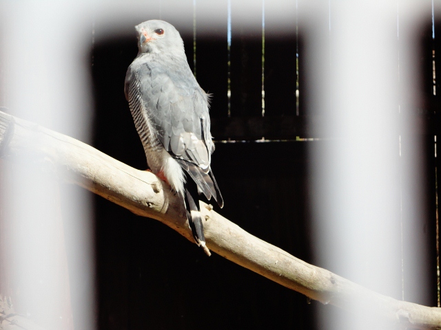 Lizzard Buzzard at The Dullstroom Birds of Prey Rehabilitation Centre 8