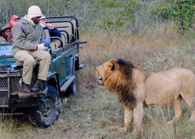 Lion Confronting the Tracker on a Game Vehicle
