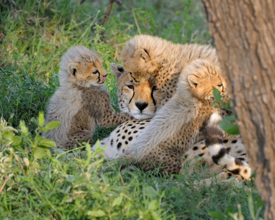 let sleeping cats lie-cheetah-cubs,Serengeti National Park 3