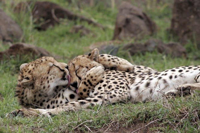 Let sleeping cats lie -cheetah-cuddling-kenya 10