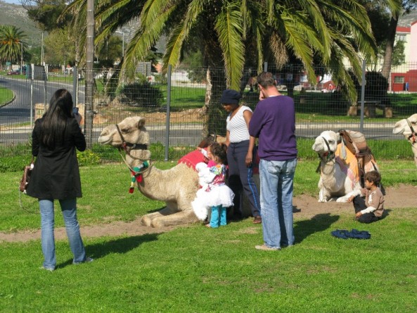 Kids, school holidays, Cape Town, camel rides