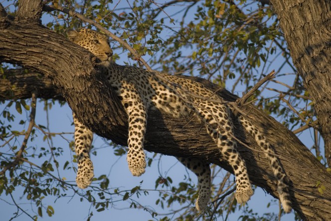 let sleeping cats lie -lazy-leopard- okavango delta-botswana- 9