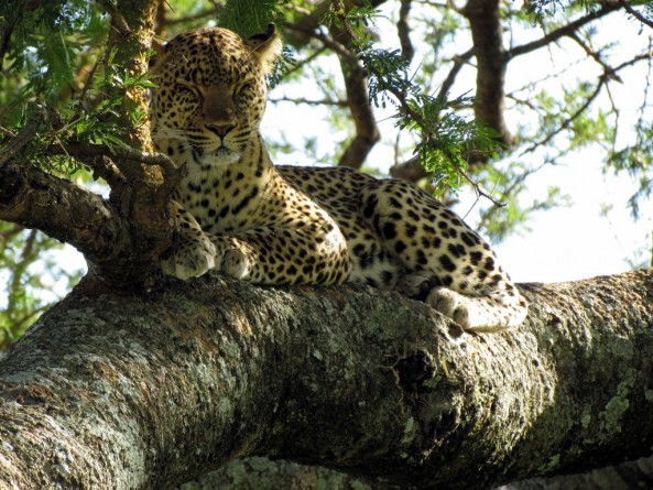 let sleeping cats lie- leopard-in-tree, Serengeti National Park 2