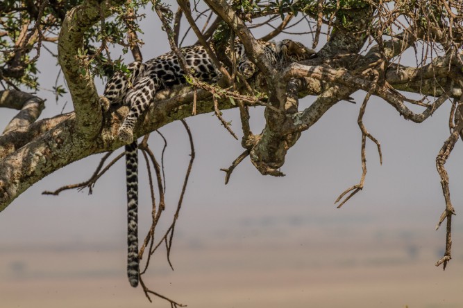 let sleeping cats lie, leopard sleeps, Kenya's Masai Mara National Park 6