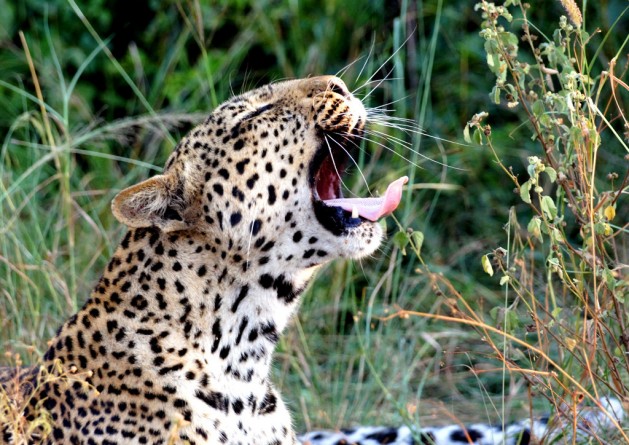 let sleeping cats lie- leopard, queen elizabeth national park 7