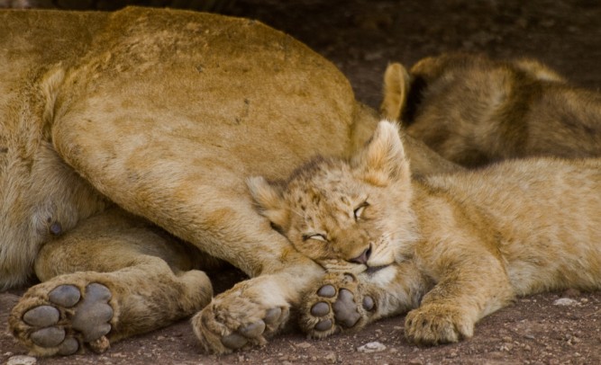 let sleeping cats lie-lion-cub-sleeping-Tanzania's Ngorongoro Crater 1