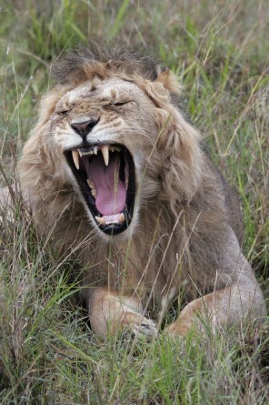 let sleeping cats lie, lion-yawns , masai mara-lion yawns 8