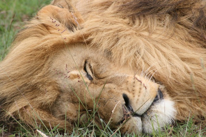 let sleeping cats lie -male-lion-sleeps 5