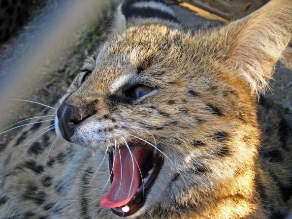 let sleeping cats lie, serval-yawning , 4
