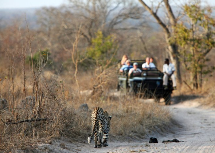 Tracker and vehicle approaching leopard