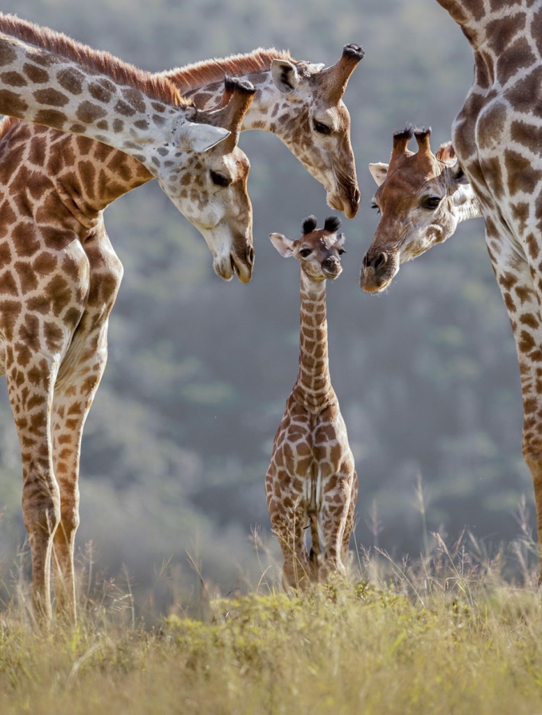 A journey of giraffe investgate the latest member of the group at Kariega Game Reserve. Photo by Brendon Jennings.