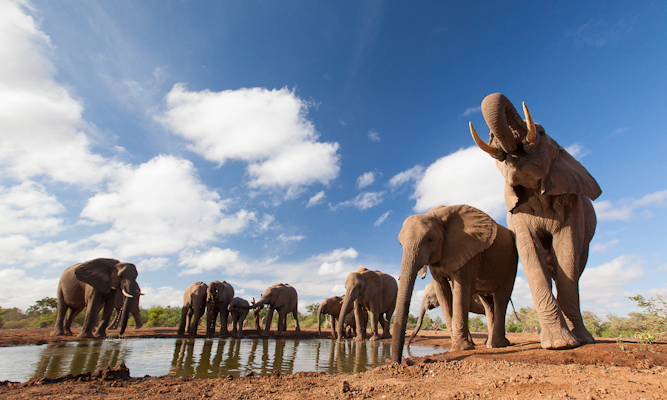 World Elephant Day, Photo by Isak Pretorius