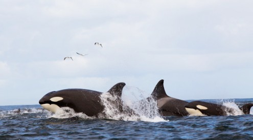 Orcas, False Bay, Cape Town. Photograph by Chris Fallows