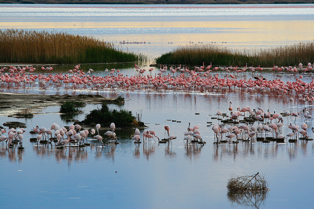  lesser-flamingo-breeding-colony-kimberley-5