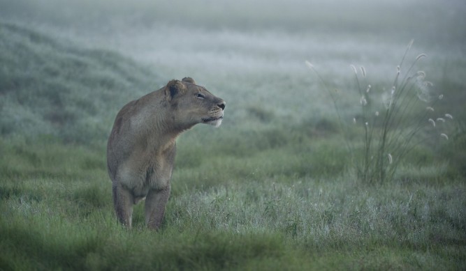 Women's Day: lioness in the mist