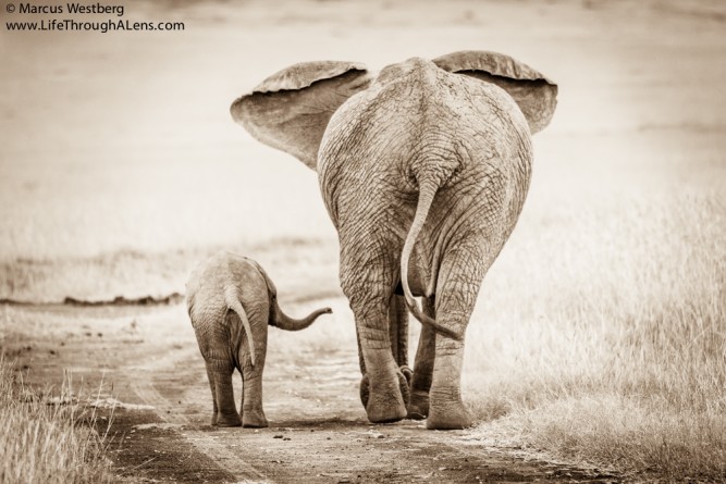 World Elephant Day, Wonder of Elephants winner - Marcus Westburg