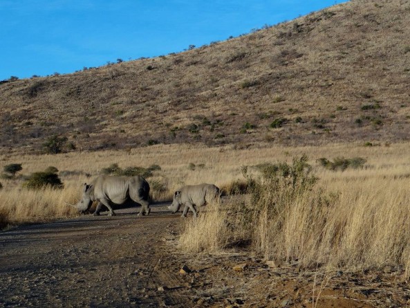 Rhinos crossing