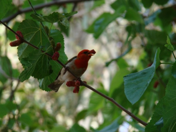Birdlife in Groot Marico