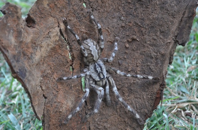 P.rajaei-new-species-discovered-sri-lanka -4