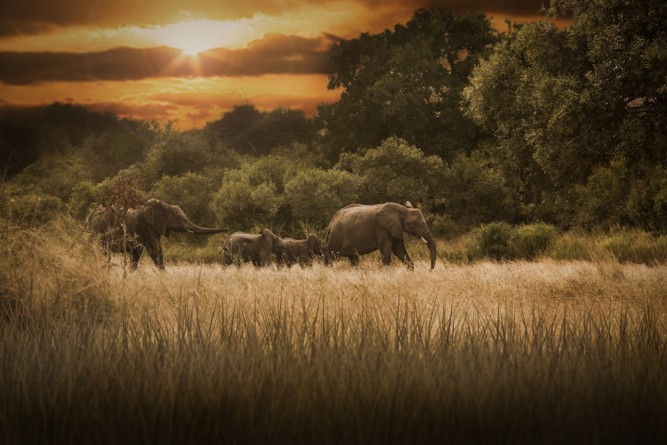 Anco Pretorius - Elephant Family. This was taken in the Kruger National Park in March 2013