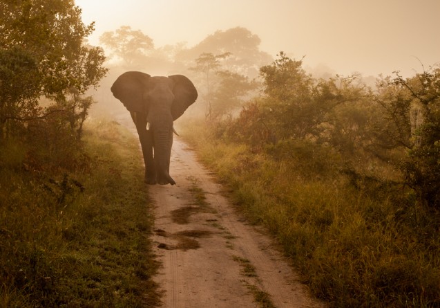 Jaco Marx - The misty clouds were covering us on early morning at Sabi Sand. Visibility was low and as we started the game drive a dark shadow emerged in the distance. It was an elephant bull.