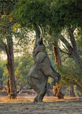 Morkel Erasmus - A large elephant bull raises himself up on his hind legs in the floodplain-woodlands of Mana Pools in Zimbabwe to reach the succulent leaves up high.