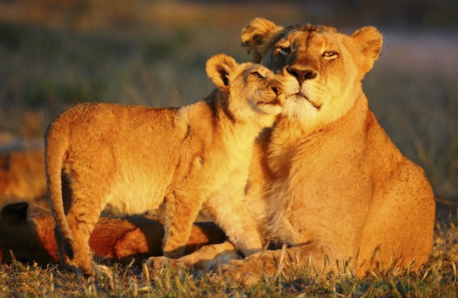 Women's Day: lion cuddles
