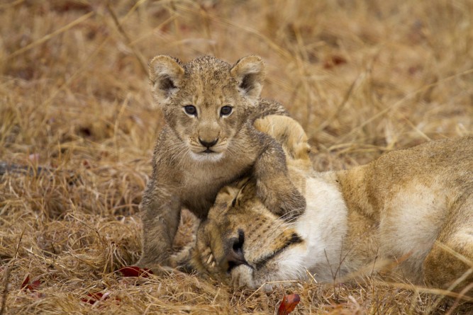 Women's Day: lioness and cub