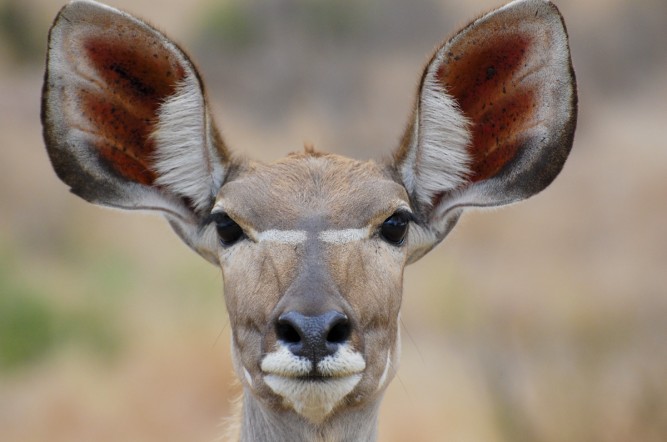 Women's day: kudu
