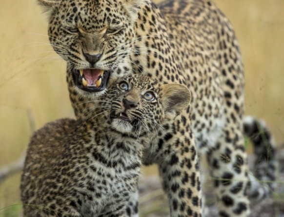 Women's Day: leopard and cub