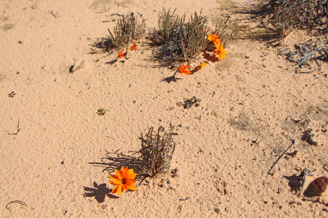 Namaqua daisy. Photo by Paul Maughan-Brown