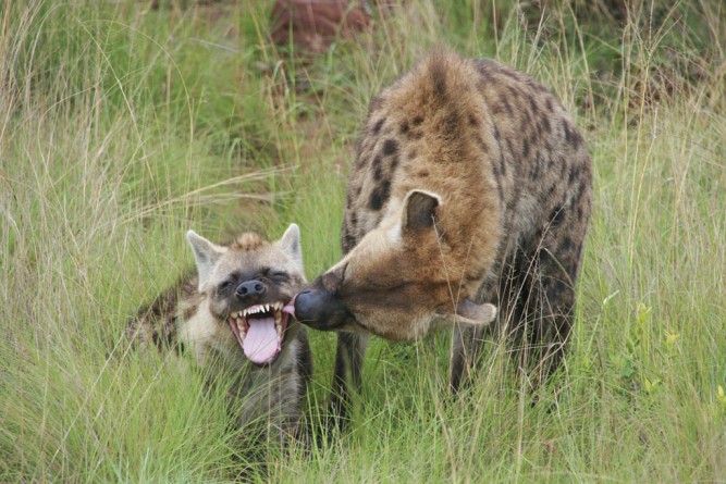 Women's Day: hyena