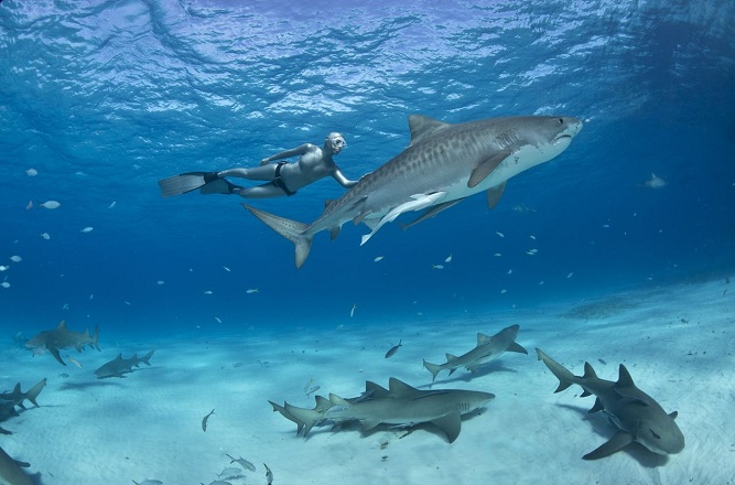 Lesley Rotchat the Shark Warrior