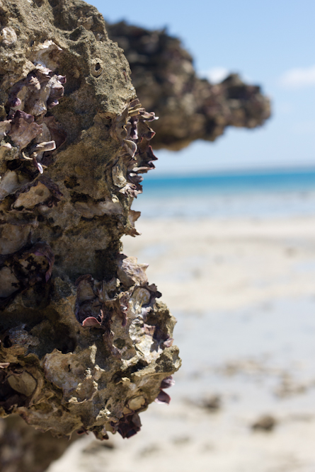 Santa Carolina, Mozambique, flora, shells, beach, Alasdair McCulloch